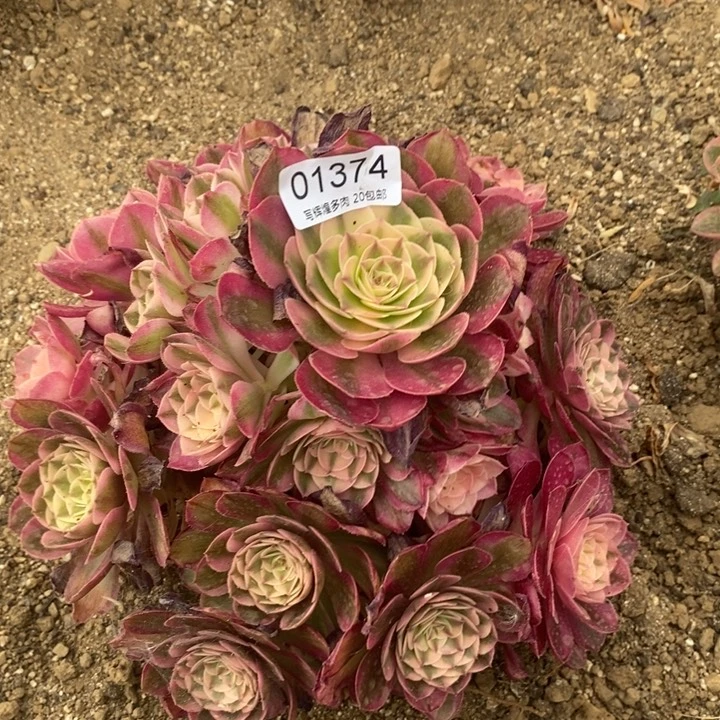 01374荔枝多肉植物