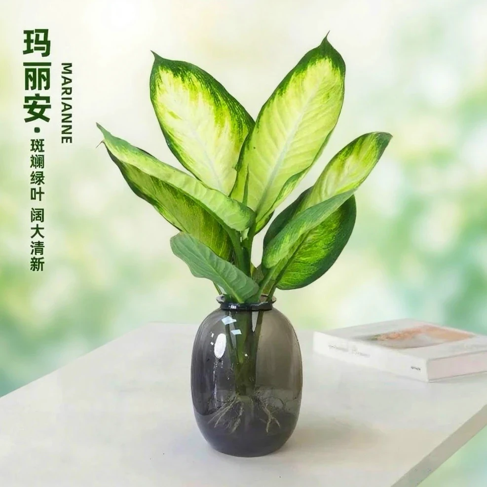 Z【水培新宠】40cm玛丽安粉黛万年青办公室桌面清新耐阴绿植好养活