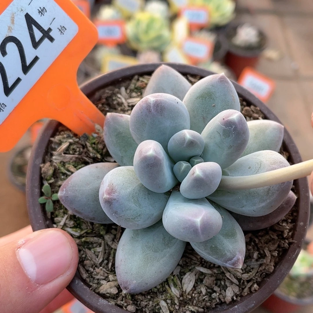 【闪购商品】224号