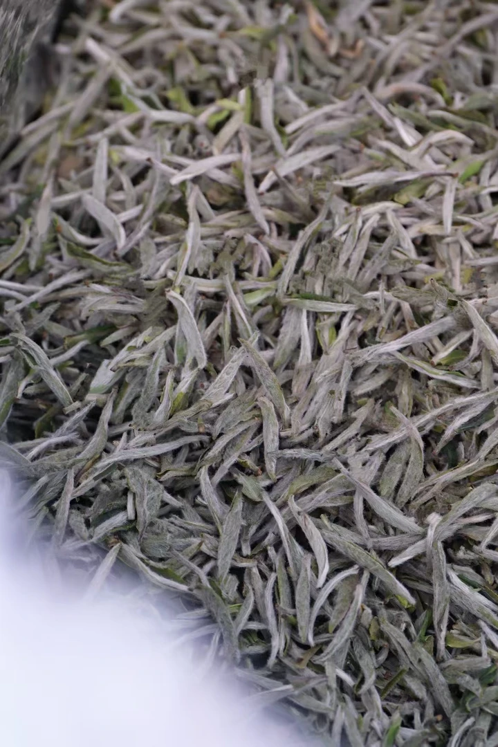 【白茶】2025年知青老树银针