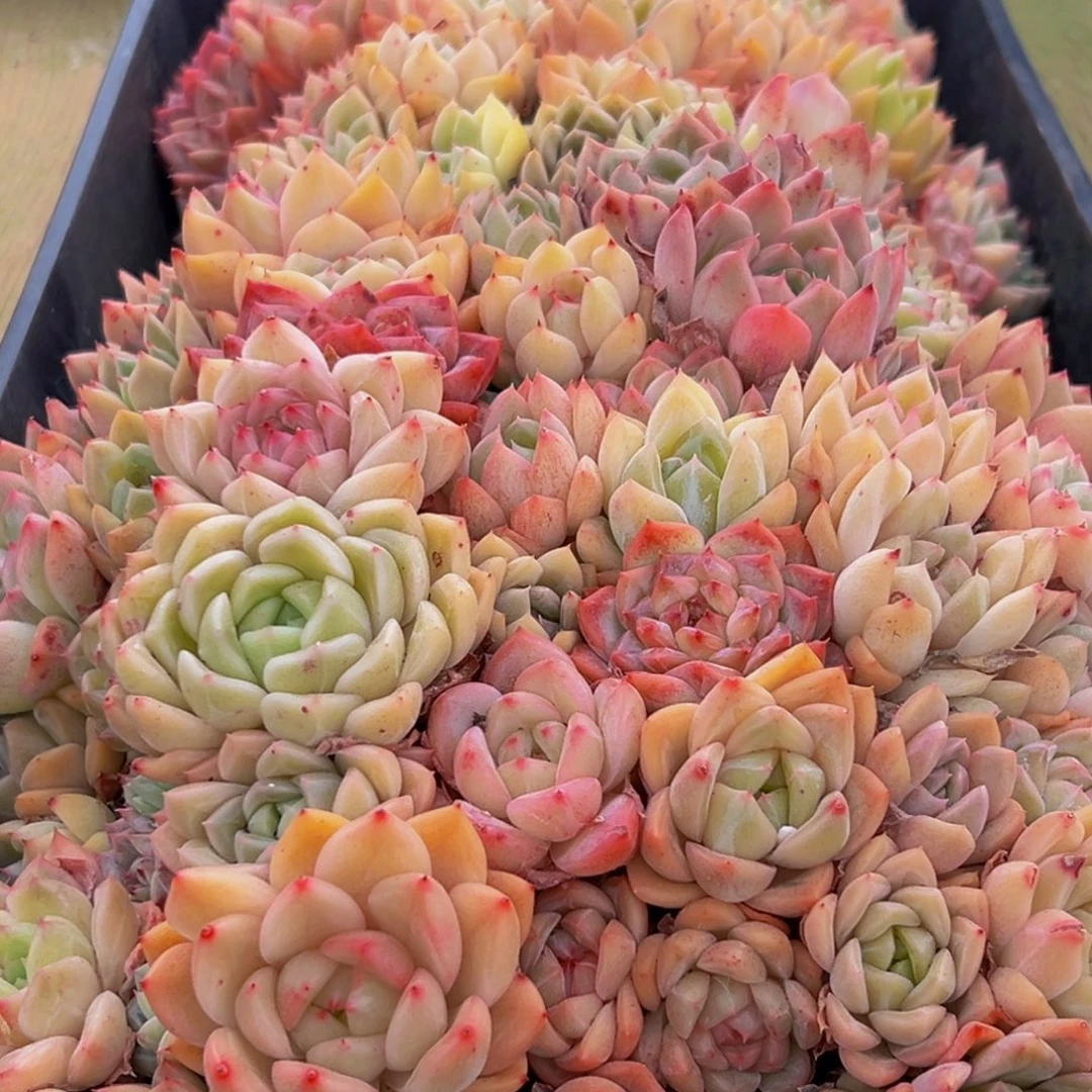 924多肉葡萄的价格是多少呢啊