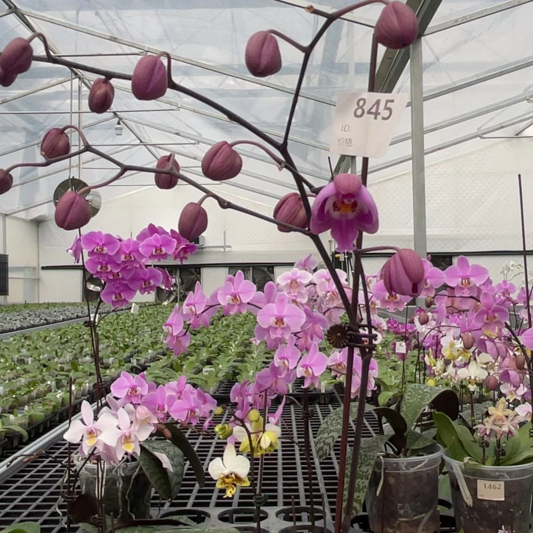 大部分花苞少量开放编号845西蕾丽云豹