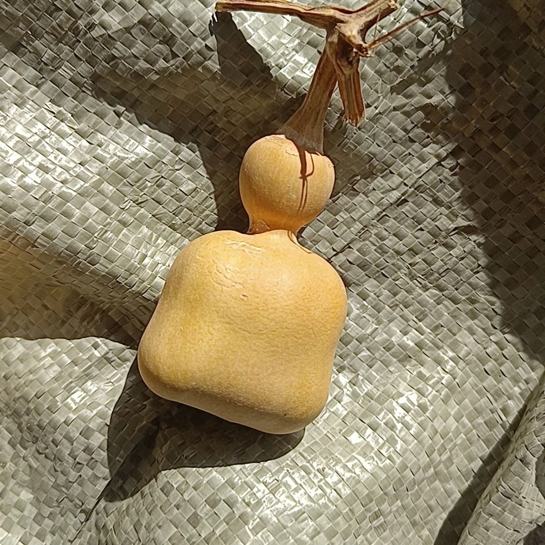 小**宝微瑕疵厚皮布袋葫芦