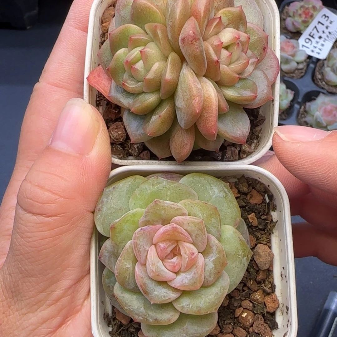 【满29包邮非偏远】715福利两颗