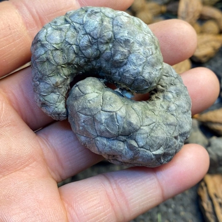 桃核吊坠娜姐真的184