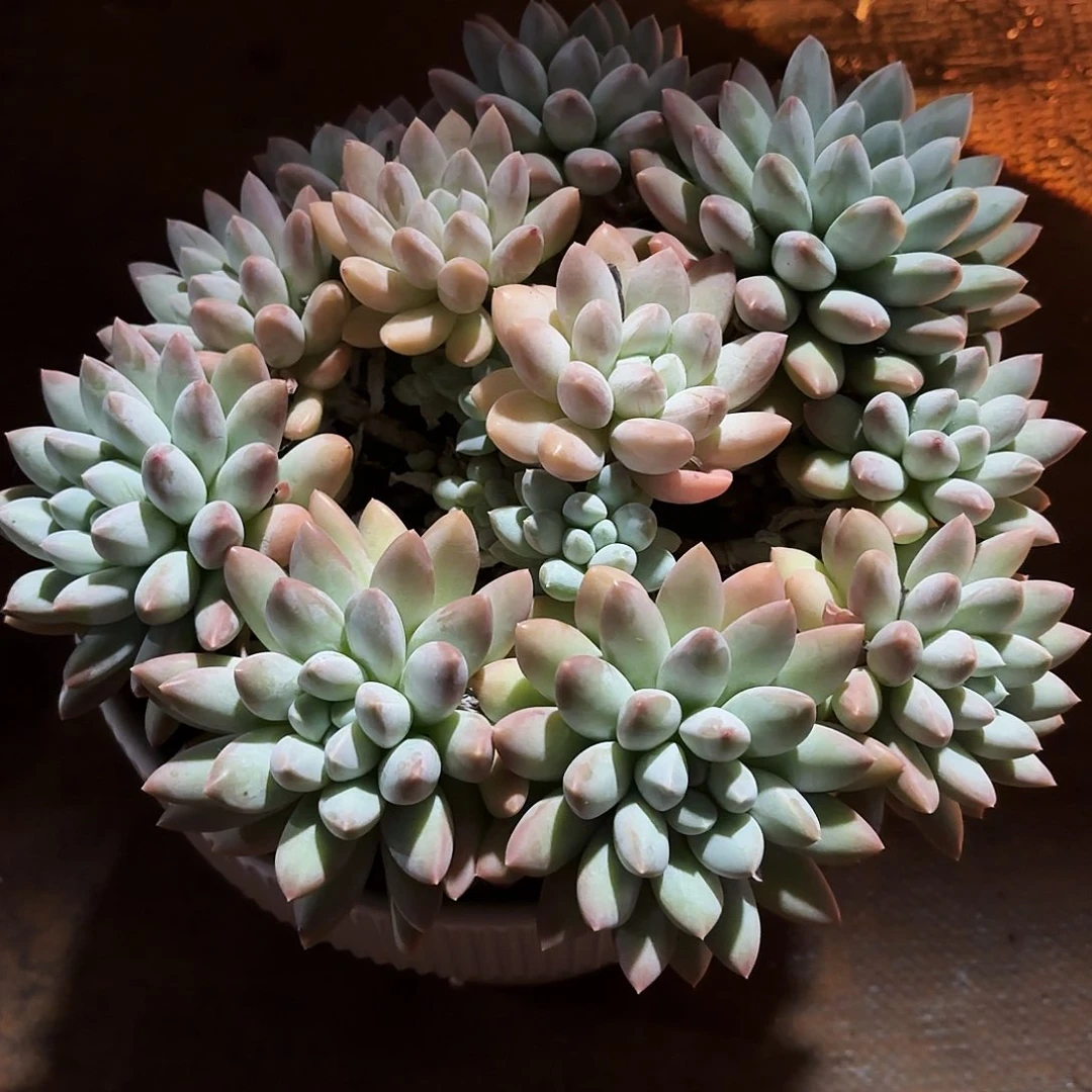 你**贝奶糖美人发货