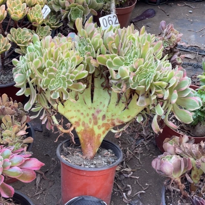 25厘米左右女巫拉丝缀062