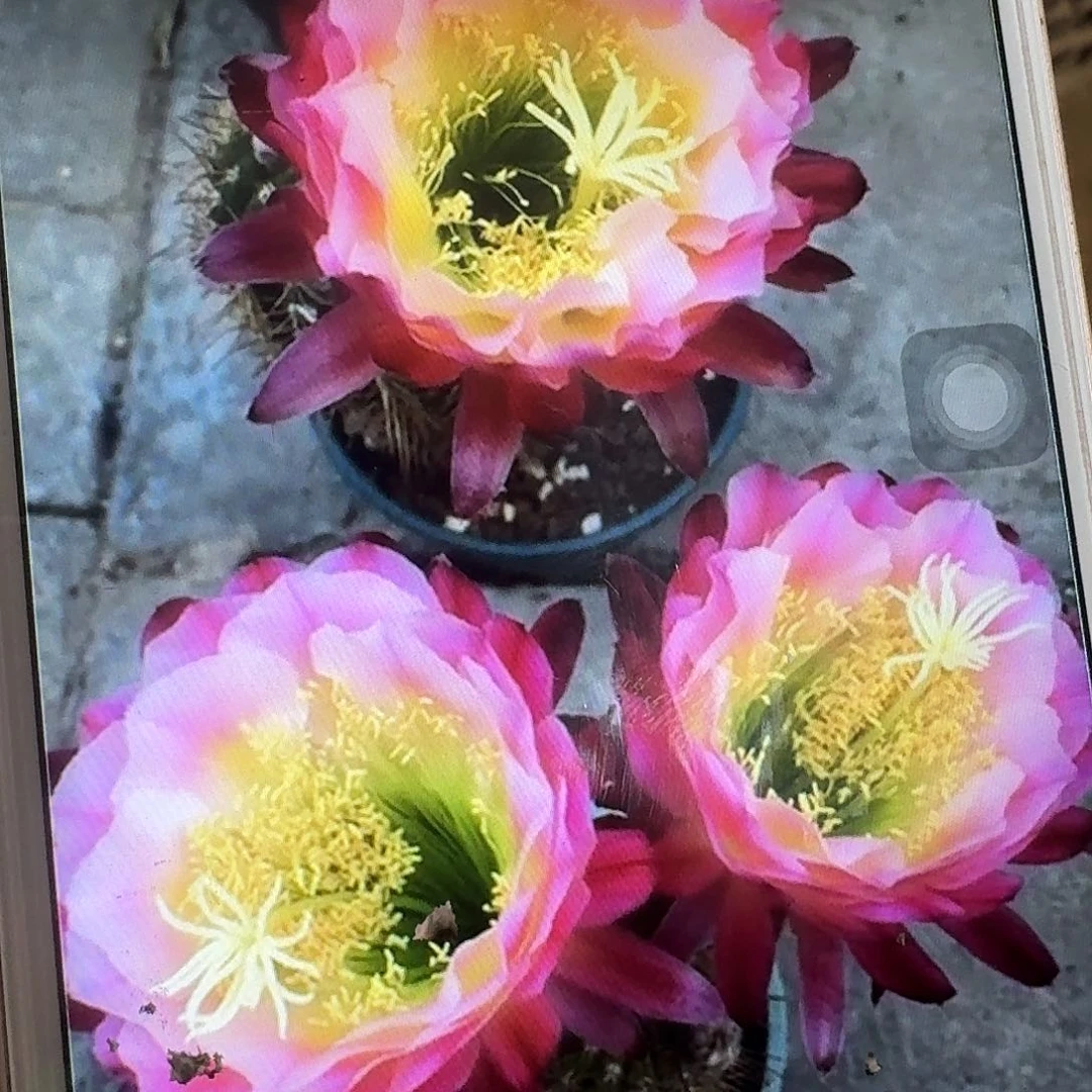 茉莉侧芽5公分毛花柱开花带香味