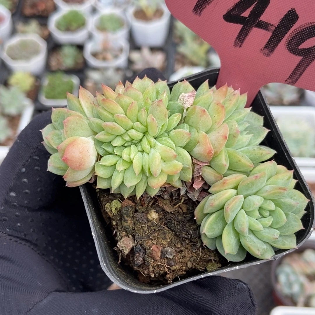 1419冰魄缀多肉植物
