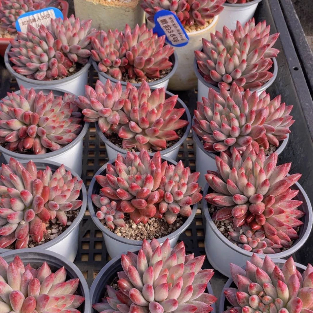 量拍38号 如烟美人多肉大双头一个