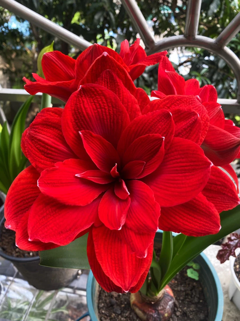 朱顶红《红双喜》阳台客厅盆栽花卉