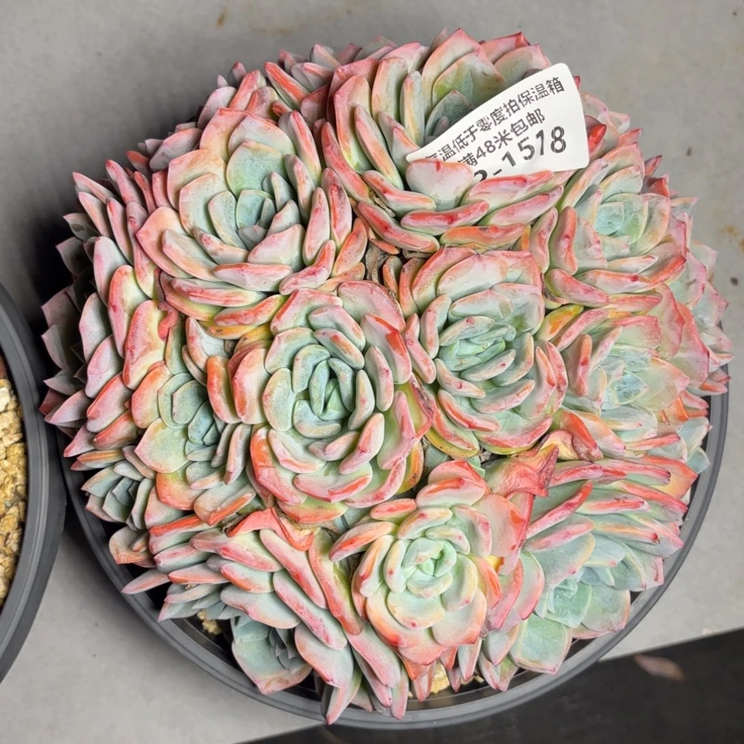 1518冷橙多肉植物