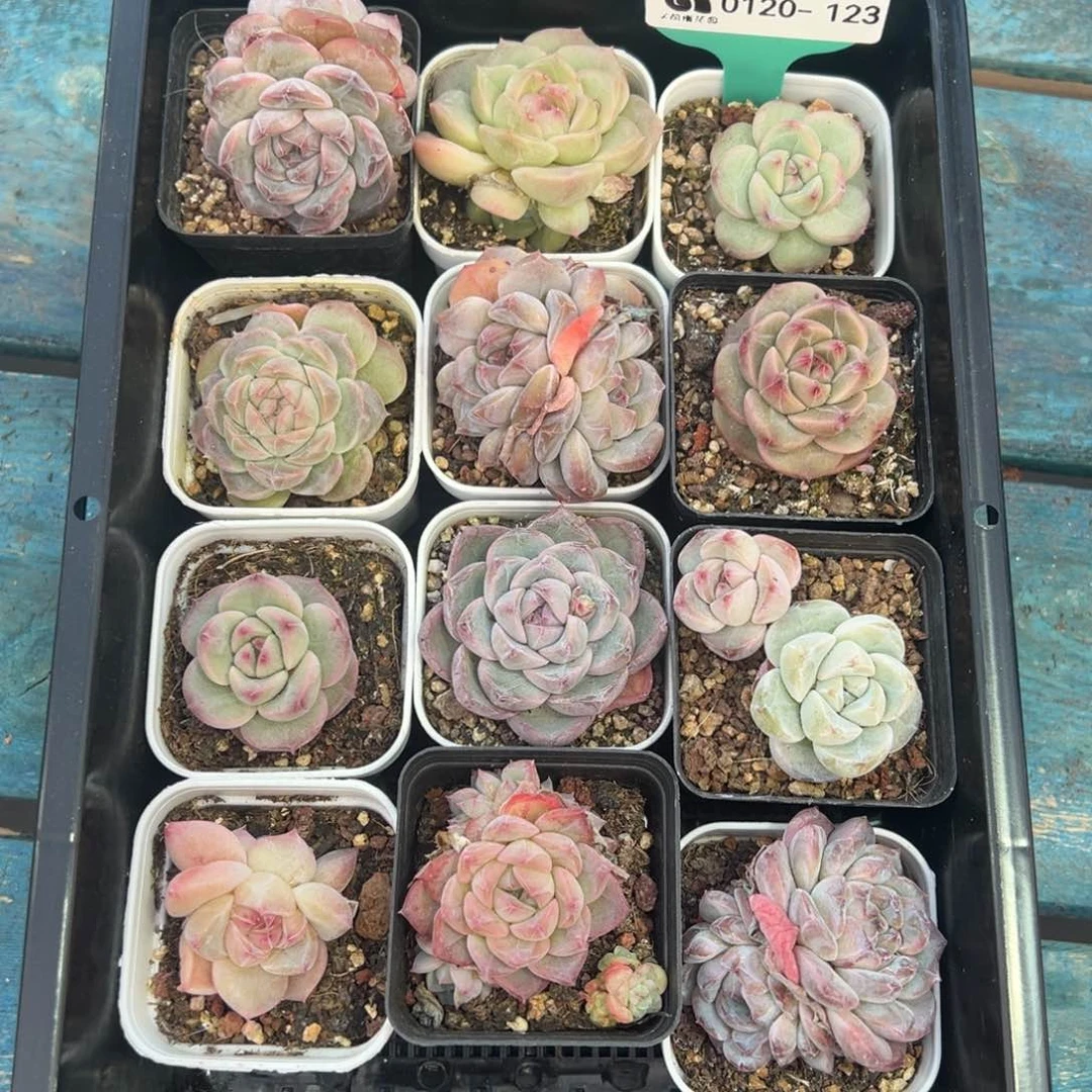 从前慢多肉精选编号0120.123