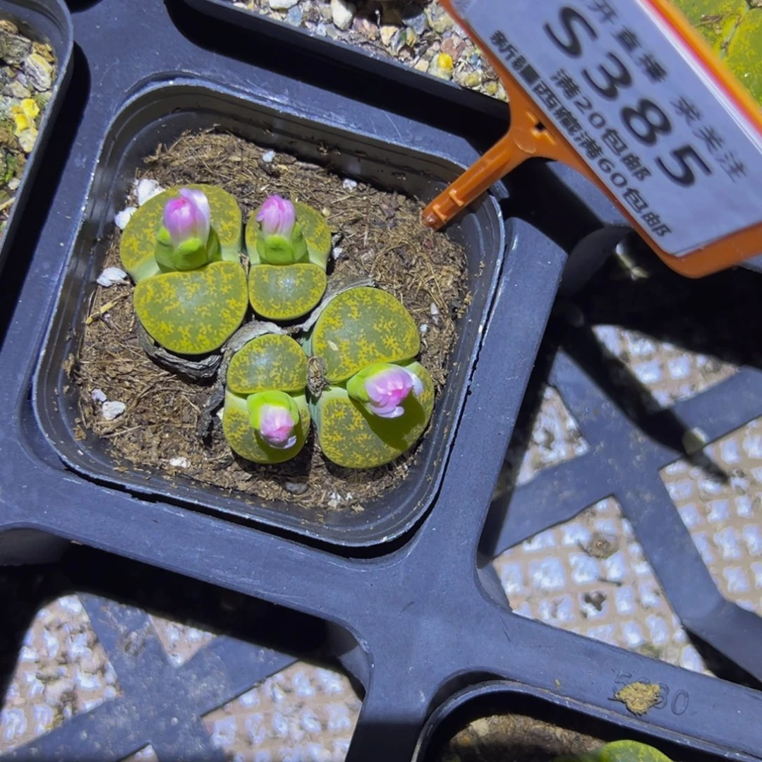 385 一物一拍，默认有伤，介意勿拍，不退不换