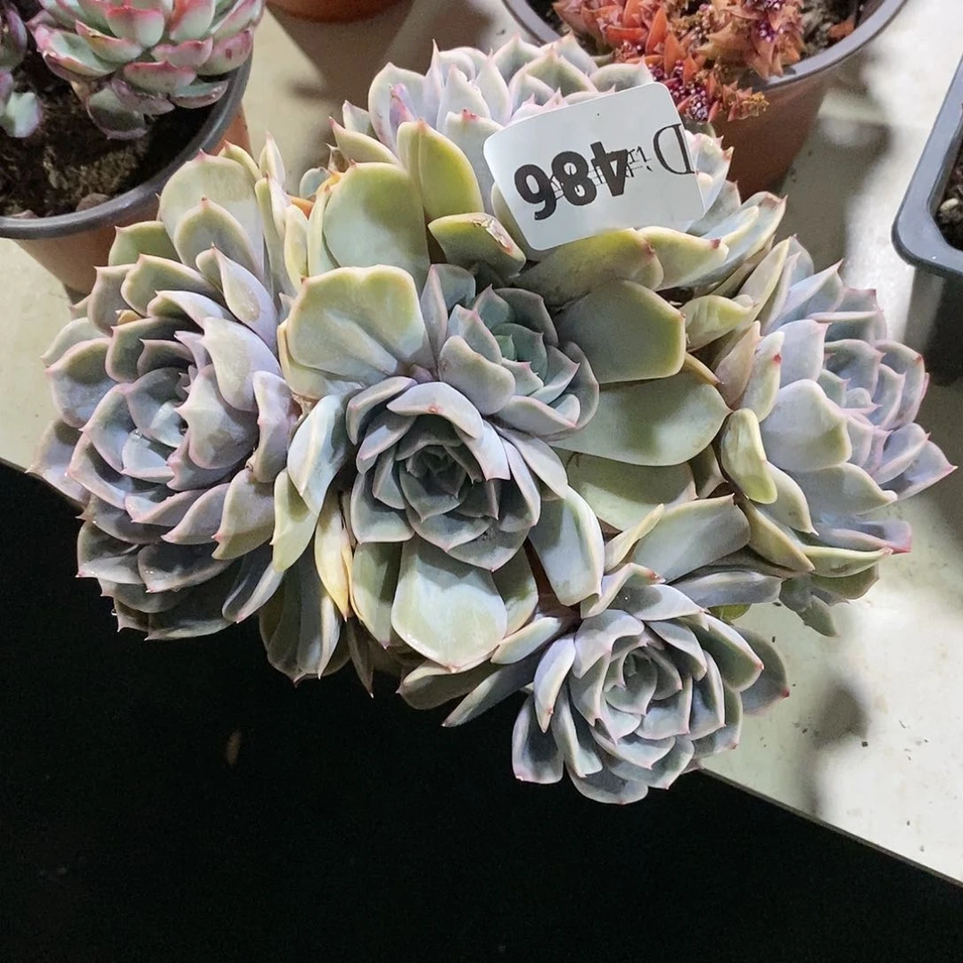 黑*珠486菲欧娜多肉