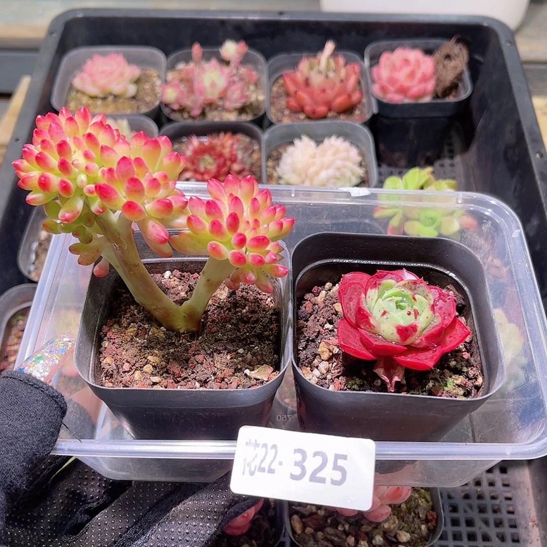 花利美22-325青松缀化➕新品