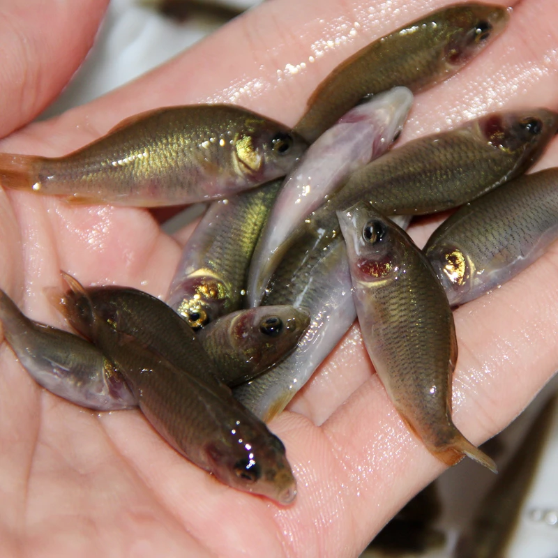 禾花鲤鱼 荷花鲤稻田鲤鱼广东佛山发 宠物观赏水生活体鱼