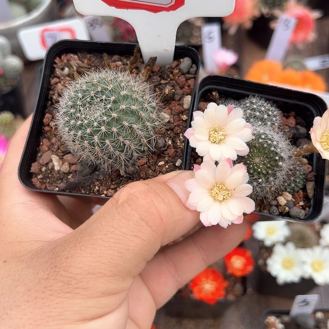 西*83往事多肉园仙人球往事2