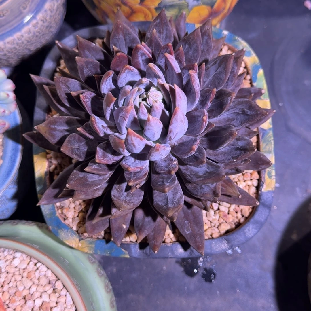 战神 单头 20cm 一物一拍