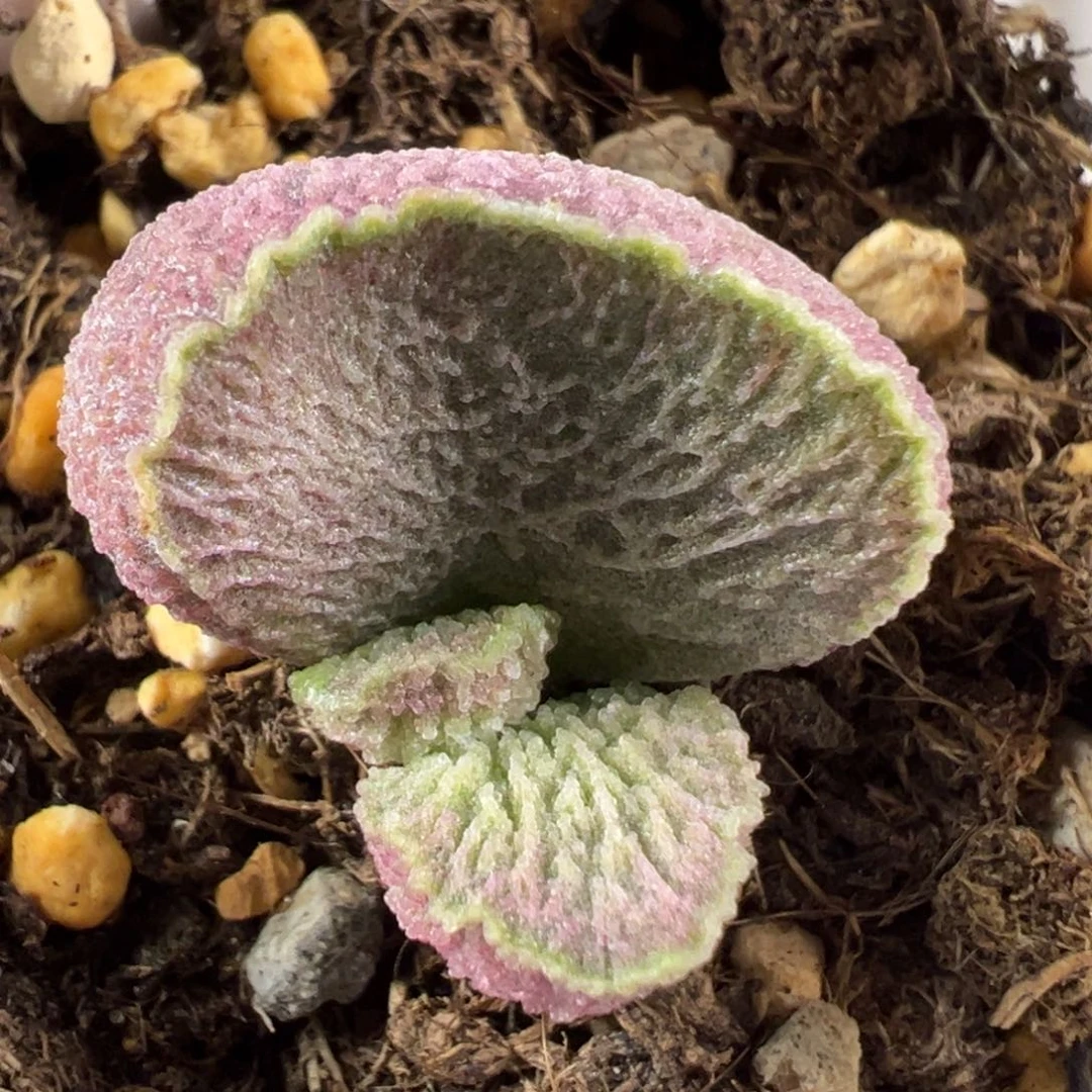w流淌纹款实生新品多肉植物