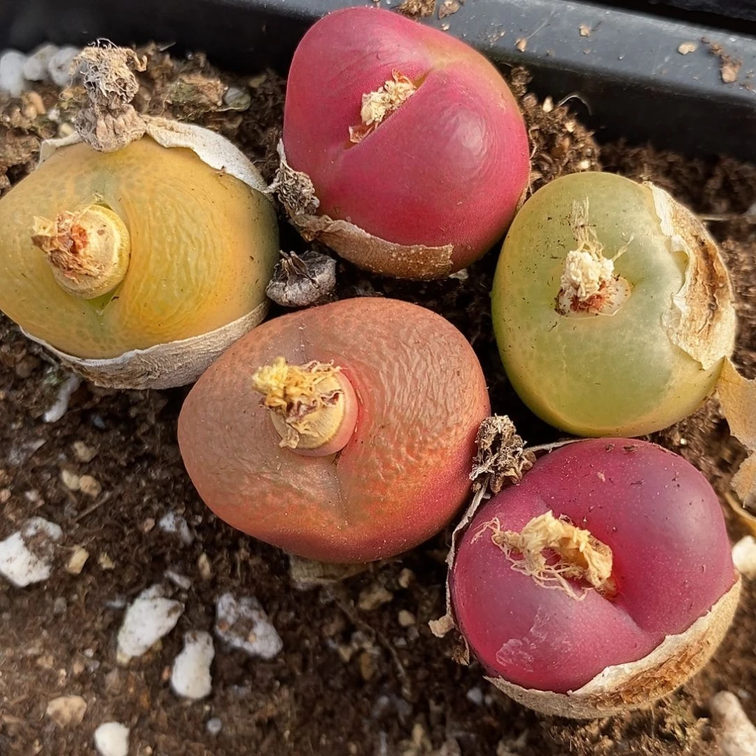 1049彩色母本5颗一组