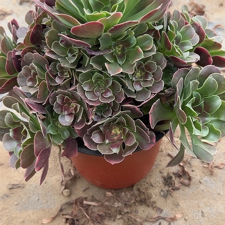 11.23-59香妃多肉植物1