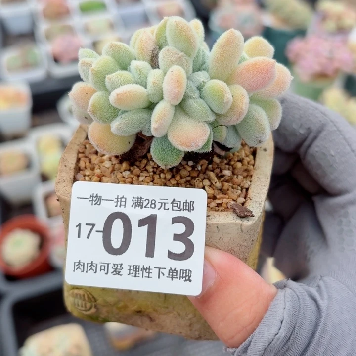 雪晃星缀化无盆土发货多