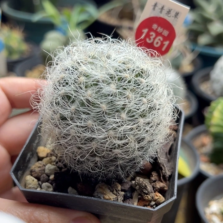 实生狂刺白翁玉5.2cm一棵仙人球