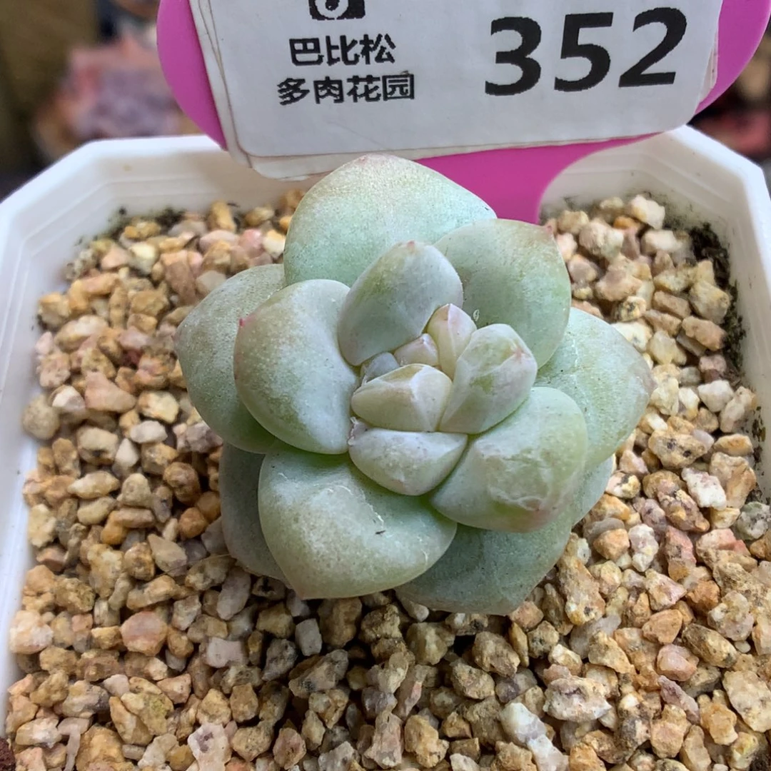 352冰玉石化多肉植物