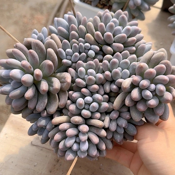 汤圆多肉植物提取