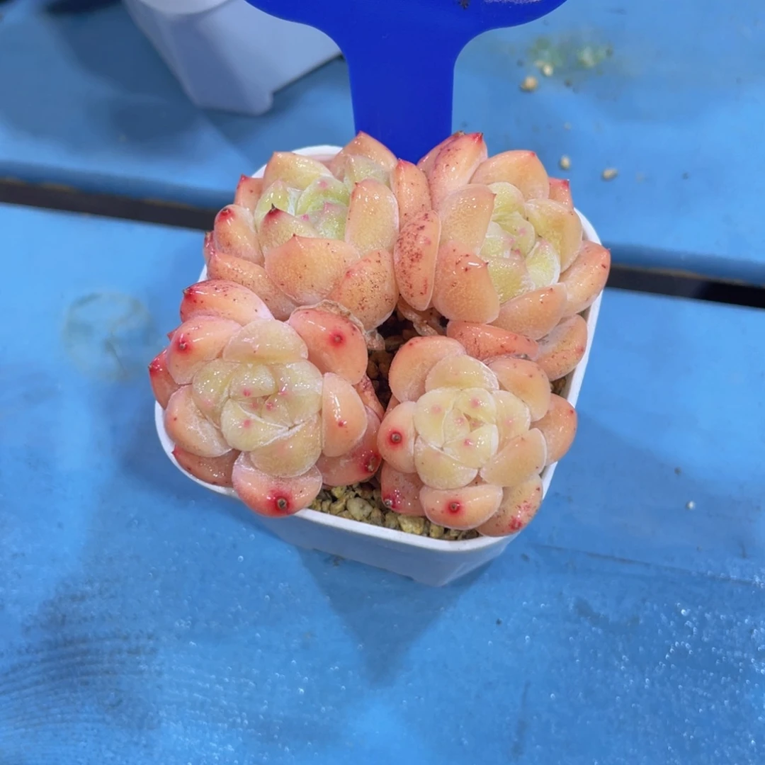 545号刚毅四头福利