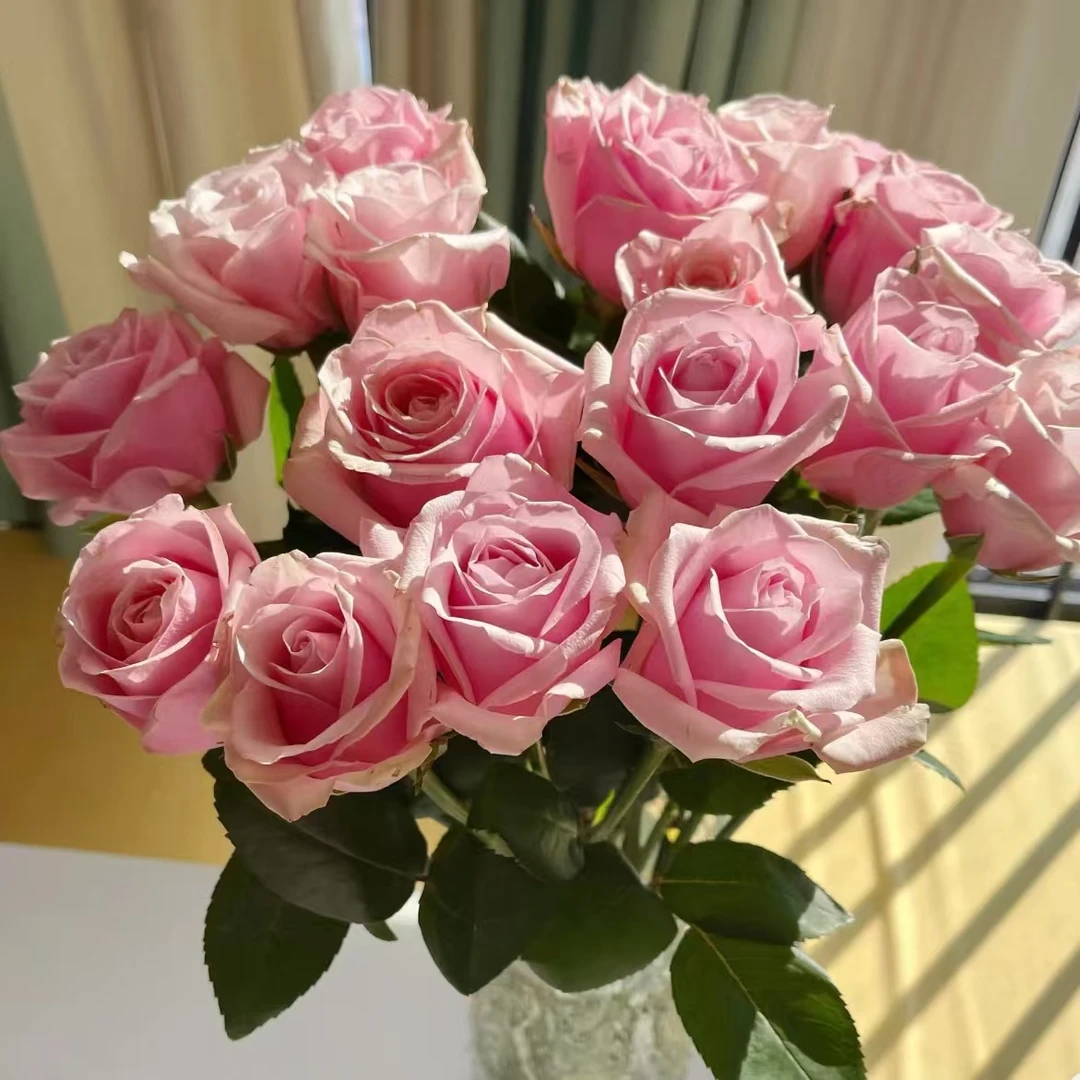 （A级 单头都市丽人）玫瑰云南基地直发生活鲜花