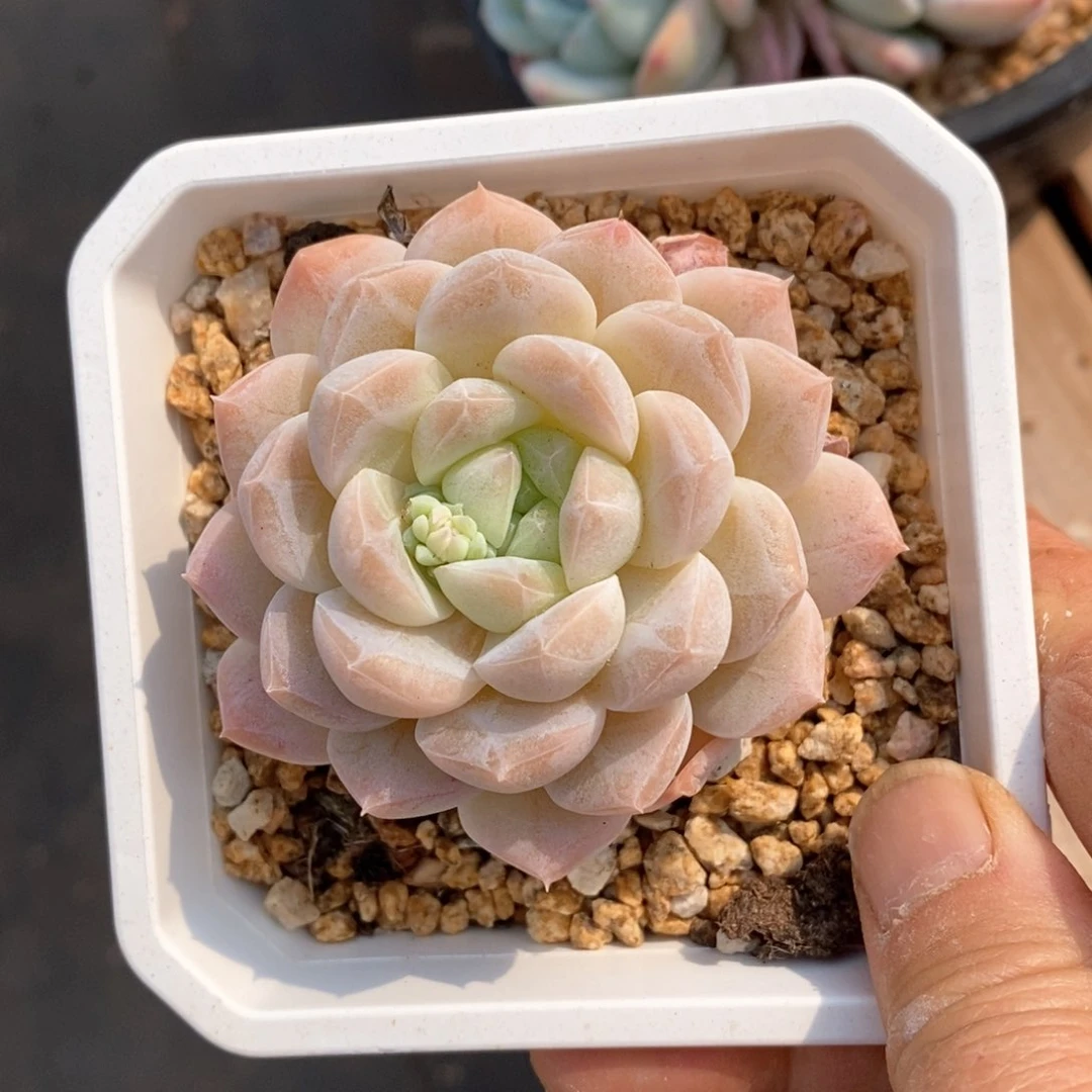 精品多肉一物一拍不包整59