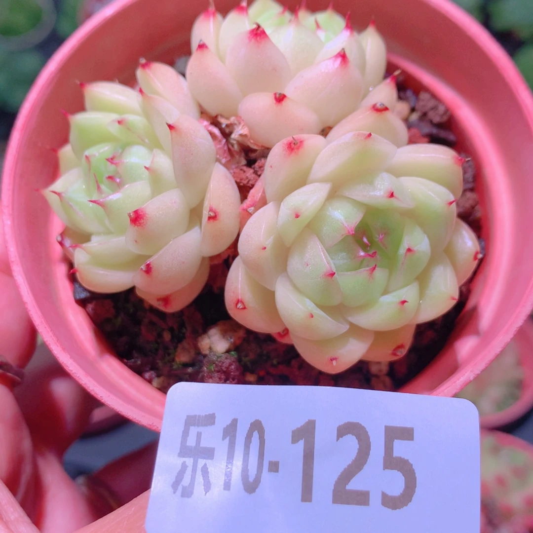 乐然10-125 麦秆群