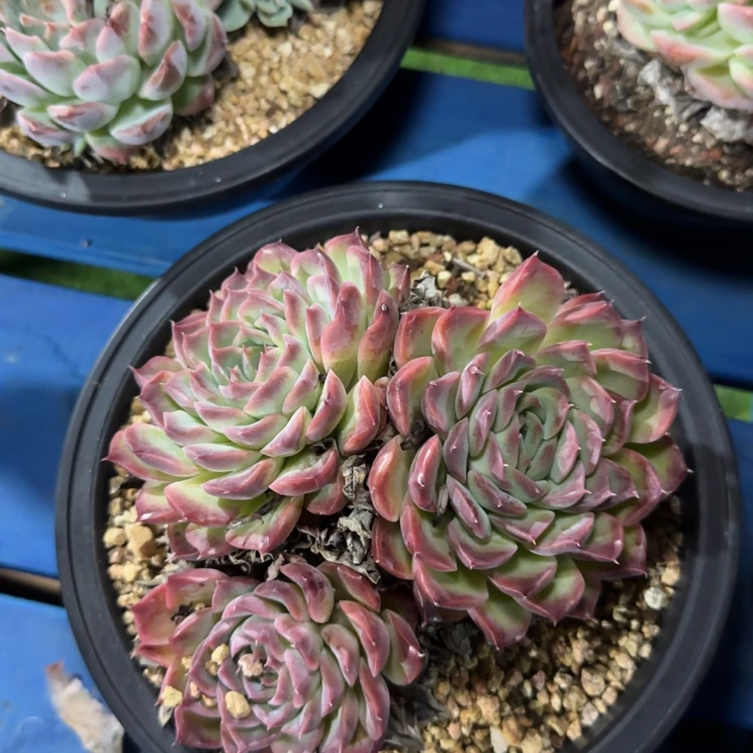 叮***5感觉看空间和八面玲珑了