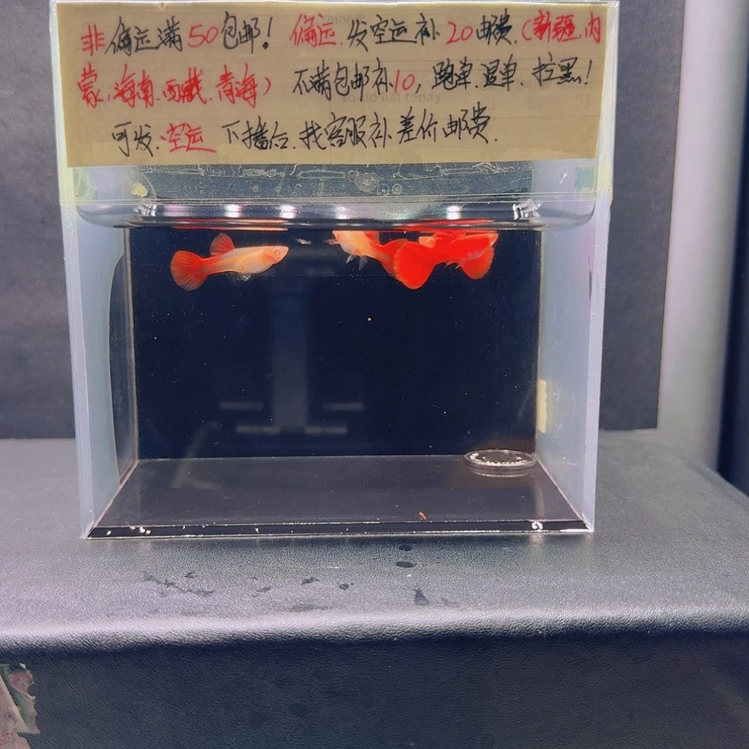 孔雀鱼大背血红压成2对