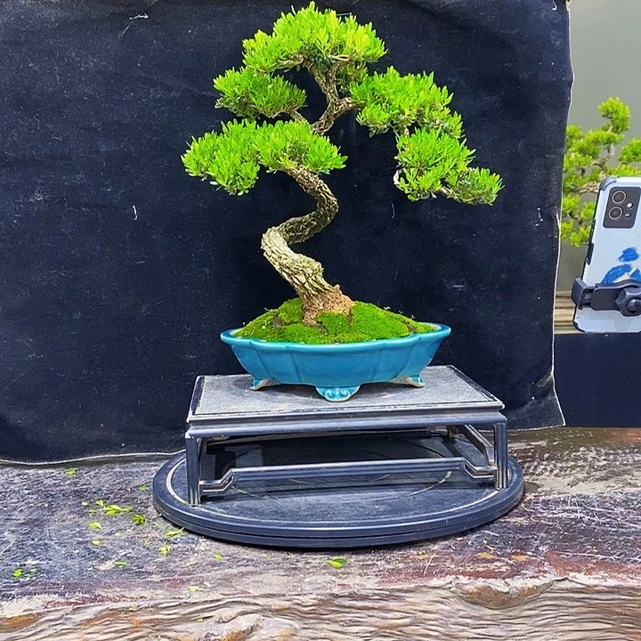 _***白无花朵黄杨盆景四季常青