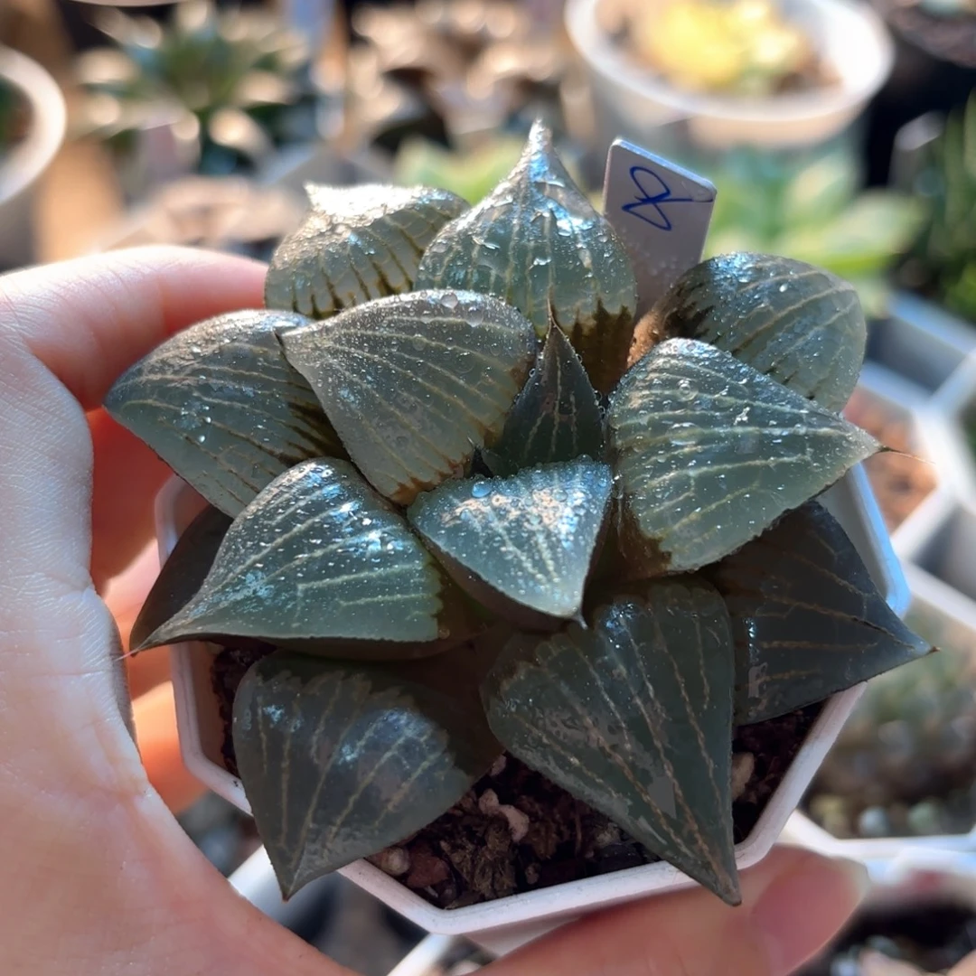 实生寿带盆土发货