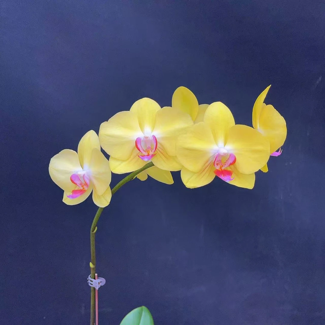 森境【富乐夕阳】蝴蝶兰（完全开放）