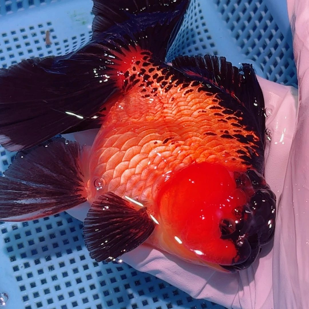 狮头鱼直播间一物一拍19
