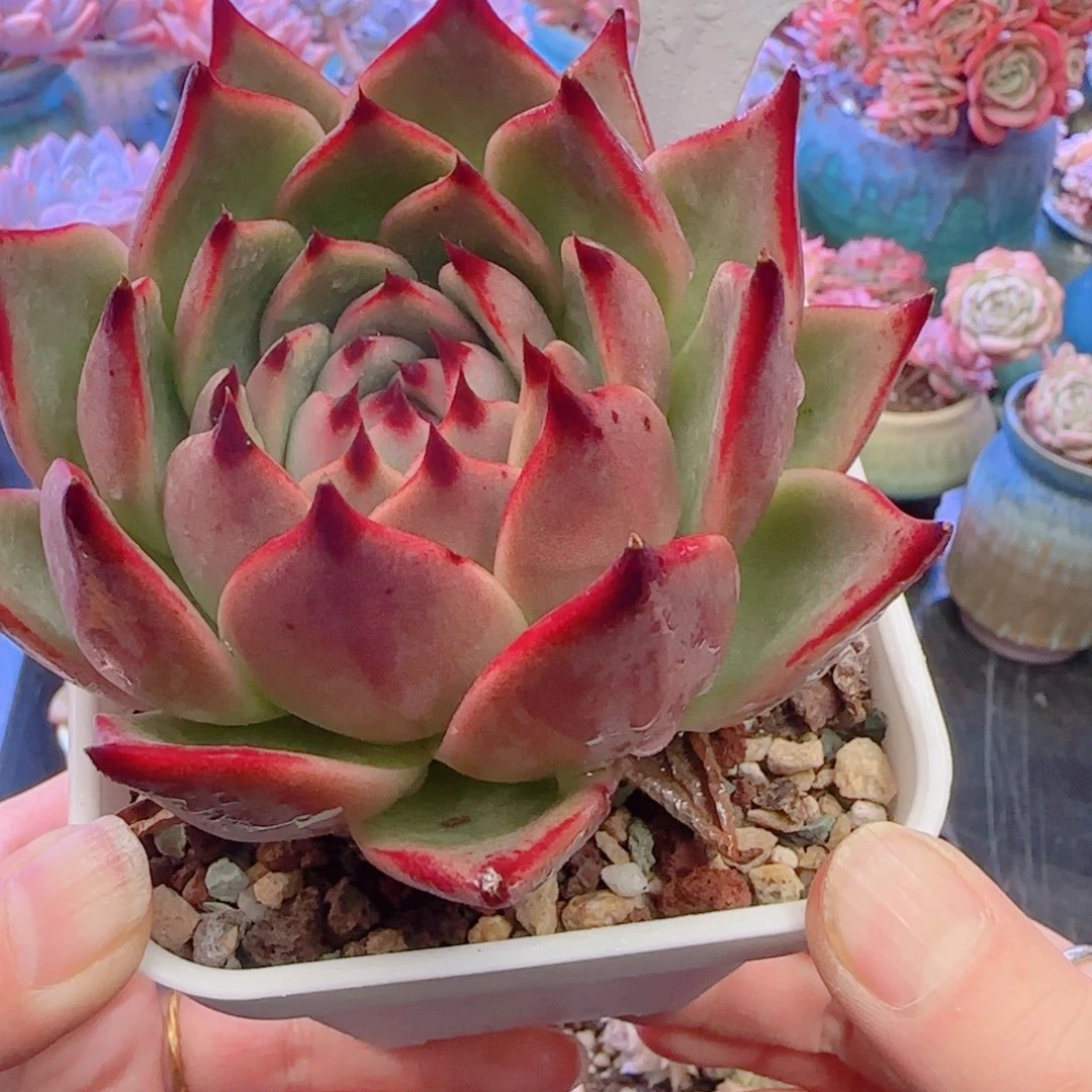 多肉植物5318……………..