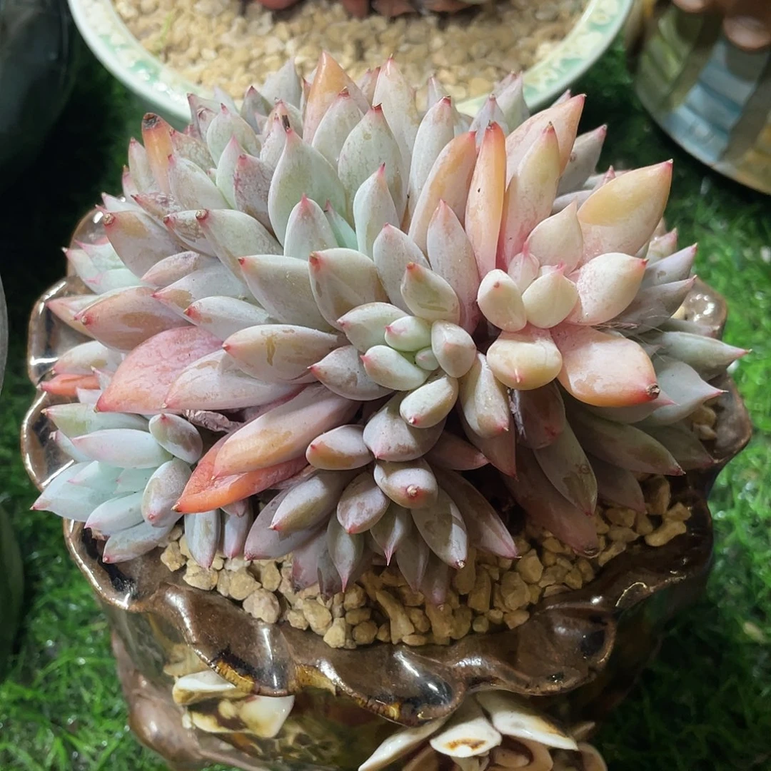 多肉植物的生长发育与生长