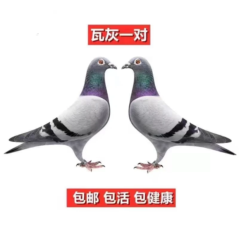 欧洲信鸽原舍赛鸽成绩鸽比利时原环保真正品
