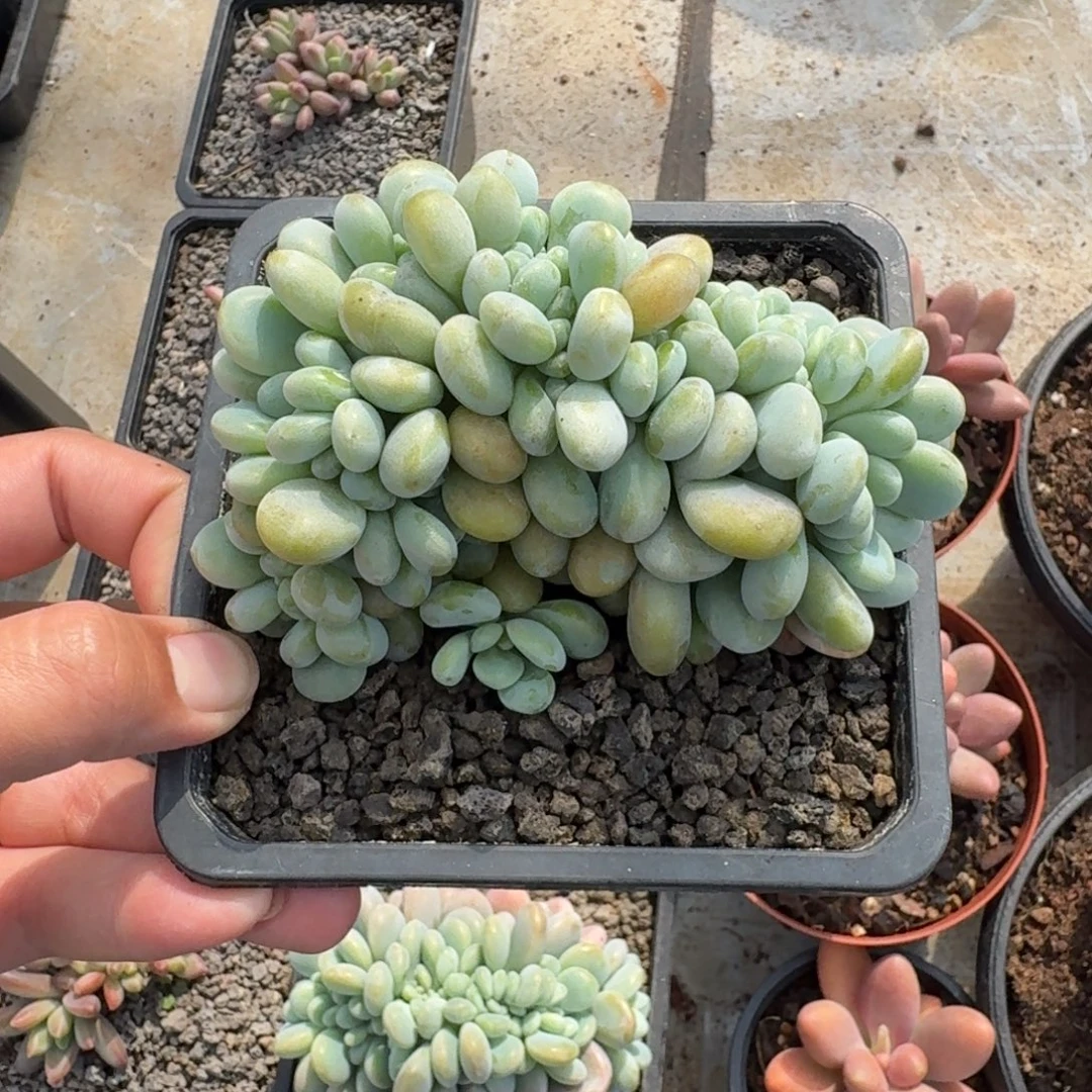 洛神 缀化 一物一拍