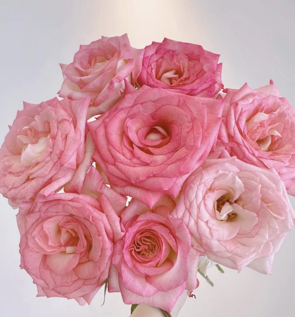 （曼）  双色粉15支+5支防损 鲜花任意满2单包邮