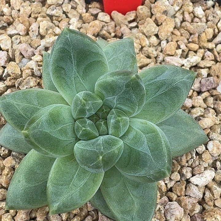 美人059多肉植物