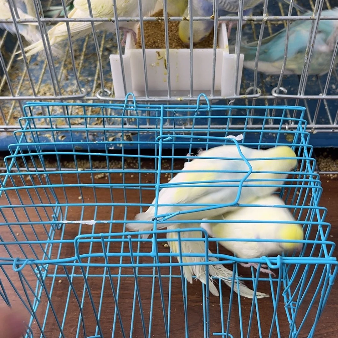 虎皮鹦鹉金彩鹦鹉