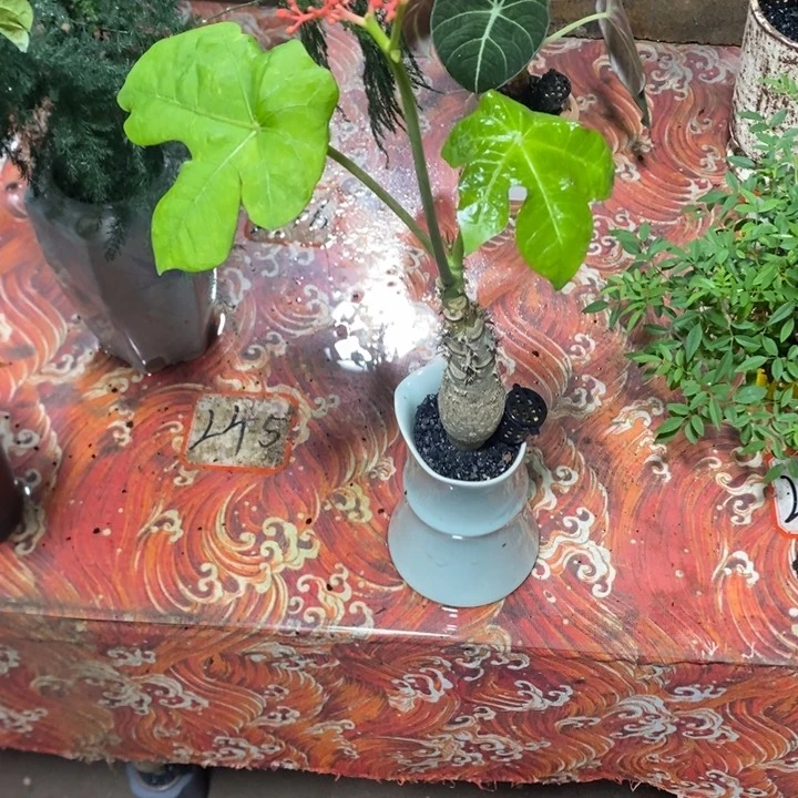 我***夏退款拉黑一物一拍63