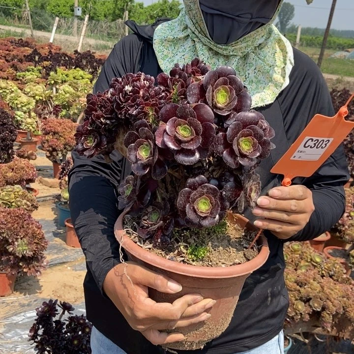 九*303欧紫缀化老桩朵朵伤