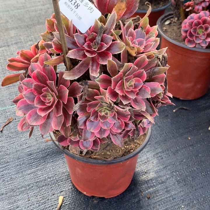 038凤冠多肉植物特价